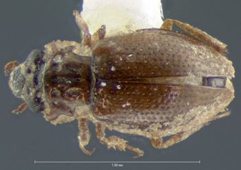Media type: image;   Entomology 3065 Aspect: habitus dorsal view